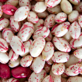 Burke’s-fine-foods-cranberry-beans