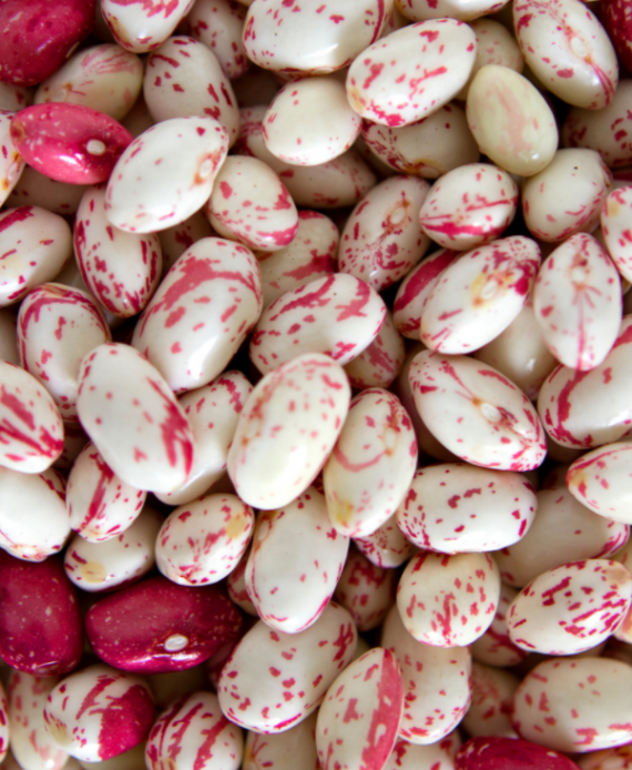 Burke's-fine-foods-cranberry-beans